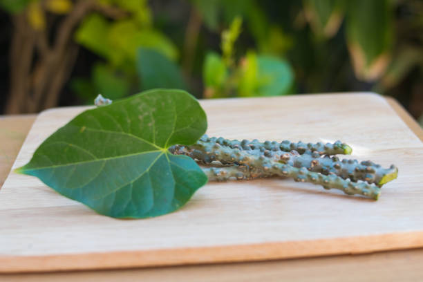 Why Guduchi/Giloy is a Wonder Herb for Immunity