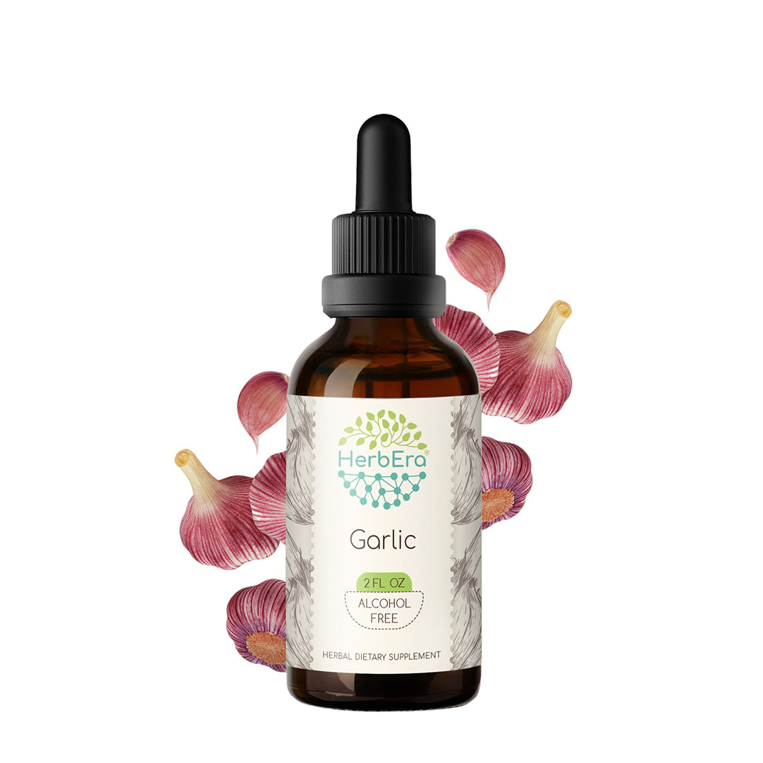 HerbEra | Garlic Herbal Extract Tincture| 60ml | Organic | Alcohol Free | Made in USA