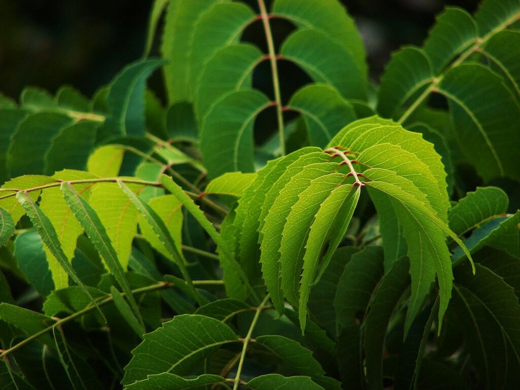  Neem plant